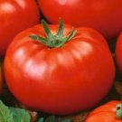 OKAOKEIYA Tomato Seeds Beefsteak Tomato 1,000 Seeds