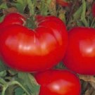 OKAOKEIYA Tomato Seeds 500 Delicious Tomato World Record Tomato