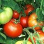 OKAOKEIYA Vegetable Seeds 50 Bush Beefsteak Tomato Seeds