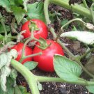 OKAOKEIYA 50 Early Girl Tomato Seeds 52 days