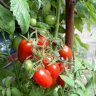 OKAOKEIYA Tomato Seeds 50 Juliet Grape Tomato Hybrid 60 days