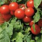OKAOKEIYA 500 Large Red Cherry Tomato Seeds 75 DAYS