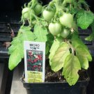 OKAOKEIYA 25 Tomato Seeds Micro Tom Worlds Smallest Tomato Plant Garden Starts