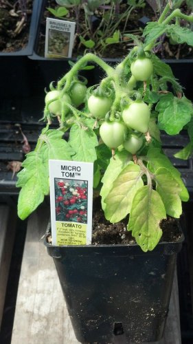 OKAOKEIYA 25 Tomato Seeds Micro Tom Worlds Smallest Tomato Plant Garden Starts