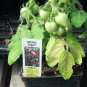 OKAOKEIYA 25 Tomato Seeds Micro Tom Worlds Smallest Tomato Plant Garden Starts