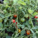 OKAOKEIYA Tomato Seeds 50 Tumbling Tom Red 65 days Garden Starts