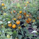 OKAOKEIYA Tomato Seeds Tumbling Tom Yellow 50 Tomato Seeds 65 days Garden Starts
