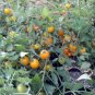 OKAOKEIYA Tomato Seeds Tumbling Tom Yellow 50 Tomato Seeds 65 days Garden Starts