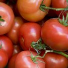 OKAOKEIYA Tomato Seeds 500 Ace 55 VF 80 Days