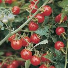 OKAOKEIYA 300 Tomato Seeds Small Red Cherry Tomato Heirloom
