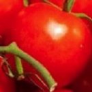 OKAOKEIYA 200 Tomato Seeds Moscow VR Tomato Seeds GARDEN STARTS NURSERY