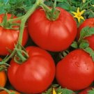 OKAOKEIYA Tomato Bonny Best 500 Tomato Seeds Vegetable Seeds Garden Seeds