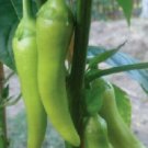 OKAOKEIYA 200 PEPPER SEEDS SWEET BANANA PEPPERS
