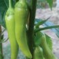 OKAOKEIYA 200 PEPPER SEEDS SWEET BANANA PEPPERS