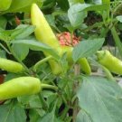 OKAOKEIYA 300 PEPPER SEEDS SWEET HUNGARIAN WAX CHILE PEPPER SEEDS
