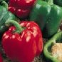 OKAOKEIYA 200 PEPPER SEEDS SWEET YOLO WONDER PEPPER SEEDS