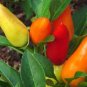 OKAOKEIYA 25 Sweet Pickle Pepper Seeds Sweet Pepper Seeds