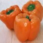 OKAOKEIYA 50 Pepper Seeds Sweet Orange Sun 80 days