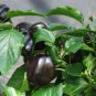 OKAOKEIYA 50 Purple Beauty Sweet Pepper Seeds 75 Days