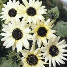 OKAOKEIYA Sunflower Seeds 50 Italian White Seeds Flower Seeds Dwarf Sunflower Seeds