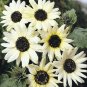 OKAOKEIYA Sunflower Seeds 50 Italian White Seeds Flower Seeds Dwarf Sunflower Seeds