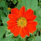 OKAOKEIYA 50 Sunflower Seeds Tithonia Speciosa Red Mexican Sunflower