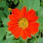 OKAOKEIYA 50 Sunflower Seeds Tithonia Speciosa Red Mexican Sunflower