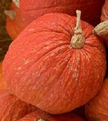 OKAOKEIYA 25 Squash Seeds Warty Red Squash Seeds