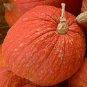 OKAOKEIYA 25 Squash Seeds Warty Red Squash Seeds