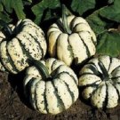 OKAOKEIYA Squash Seeds Sweet Dumpling Winter Squash 50 Seeds 110 DAYS