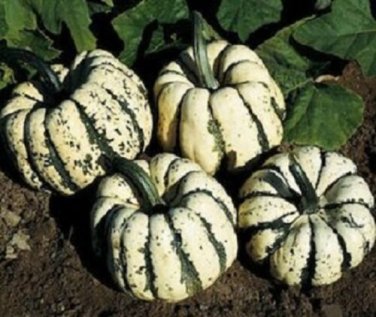OKAOKEIYA Squash Seeds Sweet Dumpling Winter Squash 50 Seeds 110 DAYS