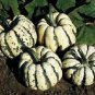 OKAOKEIYA Squash Seeds Sweet Dumpling Winter Squash 50 Seeds 110 DAYS