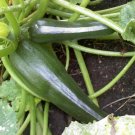 OKAOKEIYA Zucchini Seeds Summer Squash Seeds 100 Black Beauty 60 days