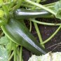 OKAOKEIYA Zucchini Seeds Summer Squash Seeds 100 Black Beauty 60 days