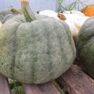 OKAOKEIYA Squash Seeds 25 Blue Winter Squash Seeds Blue Pumpkin