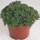 OKAOKEIYA 50 Sedum Seeds Lizard Green (PERENNIAL)