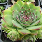 OKAOKEIYA 100 Seeds Hen & Chicks Mix Sempervivum Hybridum Seeds Sedum Seeds