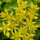 OKAOKEIYA 500 Sedum Seeds Golden Carpet GARDEN SEEDS