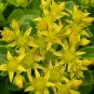 OKAOKEIYA 500 Sedum Seeds Golden Carpet GARDEN SEEDS