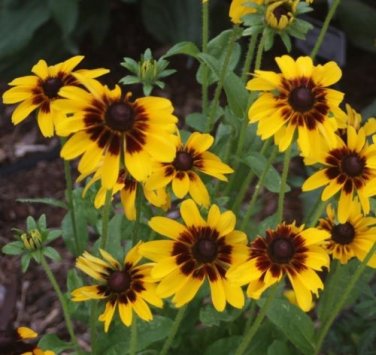 OKAOKEIYA Rudbeckia Seeds Solar Eclipse 50 Seeds Perennial