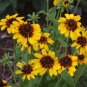OKAOKEIYA Rudbeckia Seeds Solar Eclipse 50 Seeds Perennial
