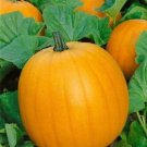 OKAOKEIYA 50 Pumpkin Seeds Jack O Lantern Seeds