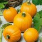 OKAOKEIYA 25 Seeds Pumpkin Wee-B-Little True Small Pumpkin Pumpkin Seeds