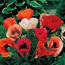 OKAOKEIYA 1,000 Oriental Poppy Mix Seeds FLOWER SEEDS