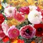 OKAOKEIYA Poppy Seeds Cascade Pocket Poppy 10,000 FLOWER SEEDS