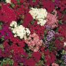 OKAOKEIYA Poppy Seeds Cascade Pocket Poppy 10,000 FLOWER SEEDS