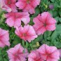 OKAOKEIYA Poppy Seeds Cascade Pocket Poppy 10,000 FLOWER SEEDS
