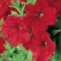OKAOKEIYA Poppy Seeds Cascade Pocket Poppy 10,000 FLOWER SEEDS