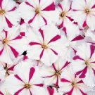 OKAOKEIYA Poppy Seeds Cascade Pocket Poppy 10,000 FLOWER SEEDS