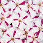 OKAOKEIYA Poppy Seeds Cascade Pocket Poppy 10,000 FLOWER SEEDS